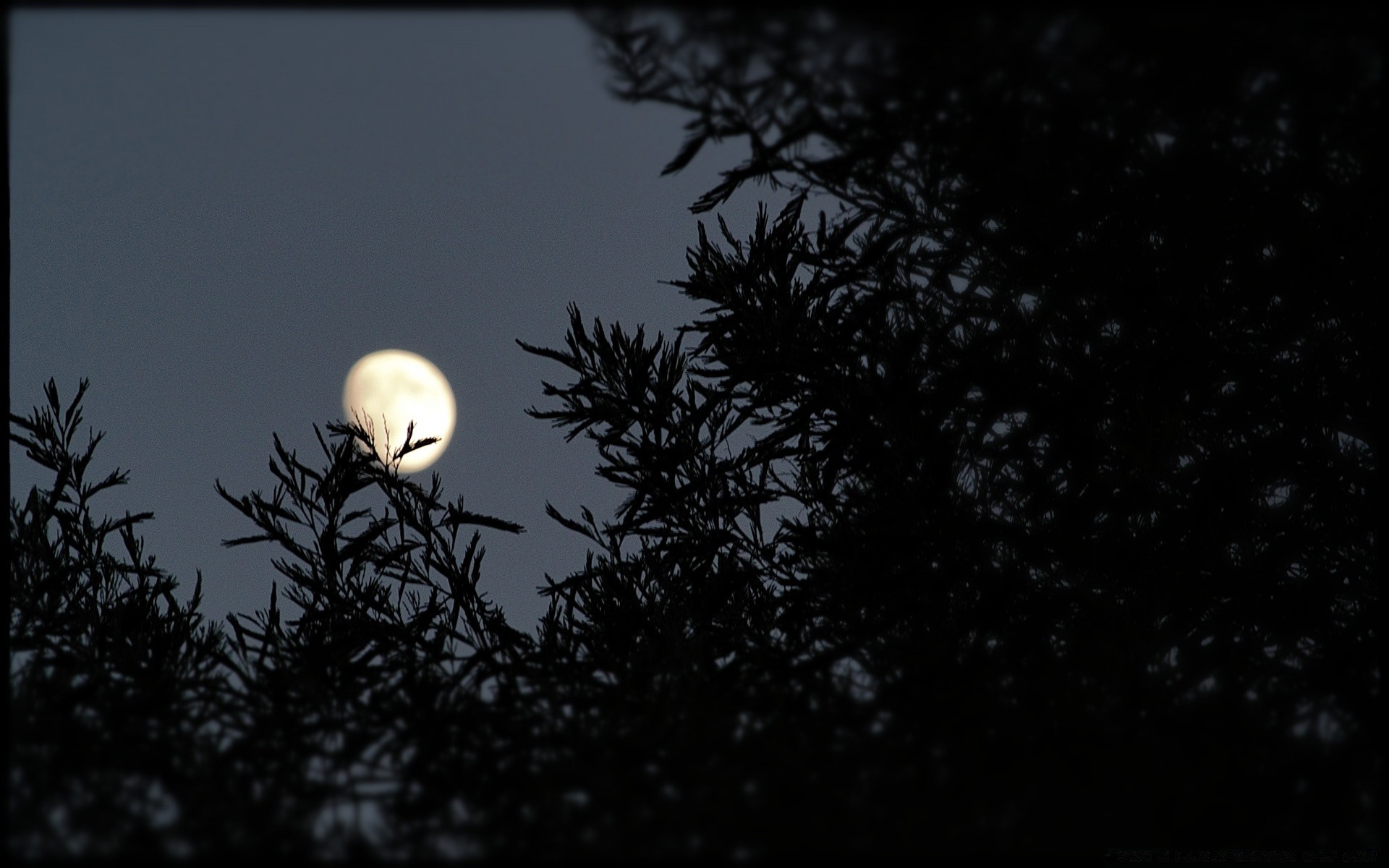 céu lua céu árvore natureza luz inverno silhueta pássaro noite sol escuro ao ar livre astronomia pôr do sol crepúsculo amanhecer