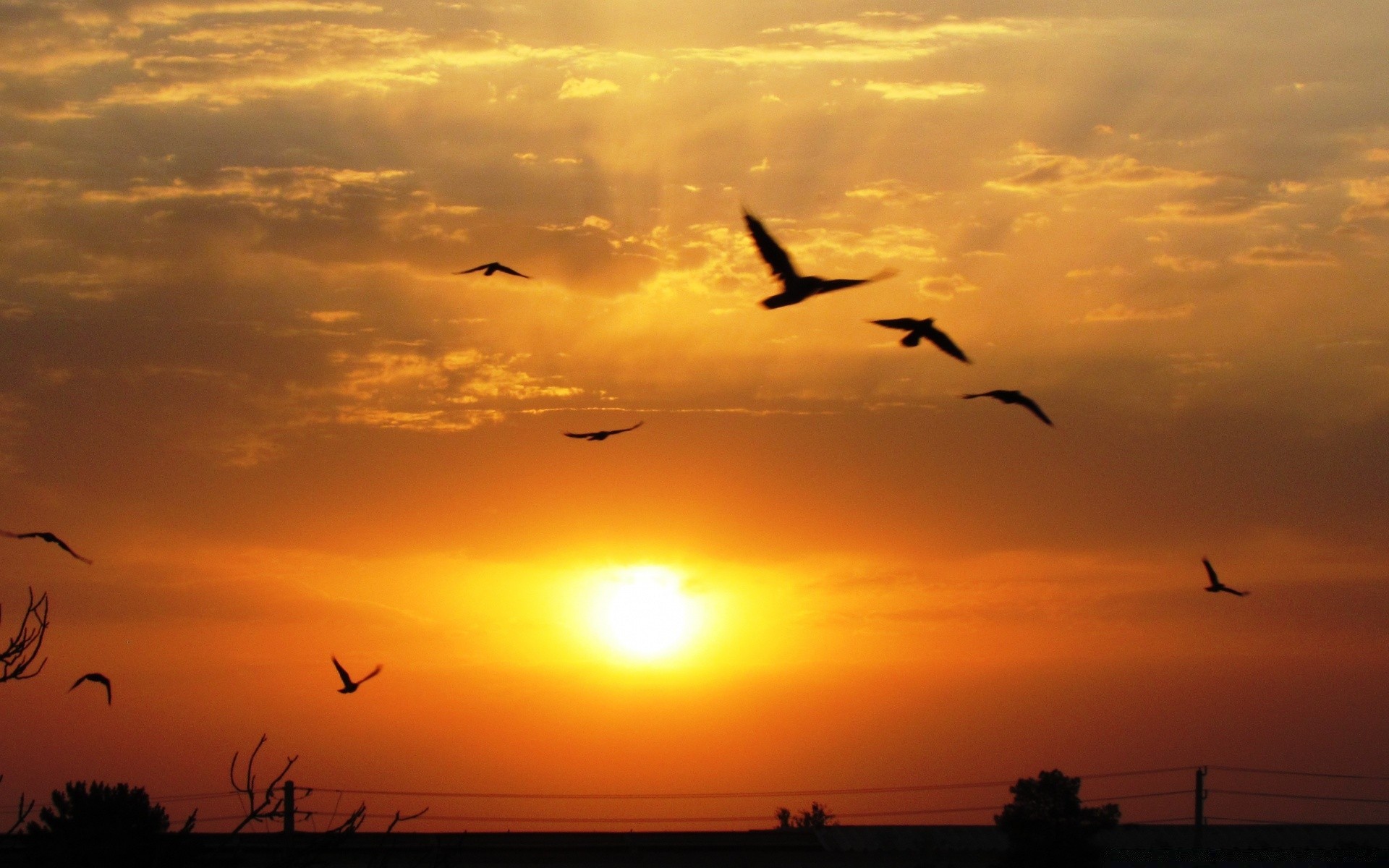 cielo puesta de sol pájaro amanecer cielo sol noche silueta gaviotas vuelo ganso crepúsculo iluminado volar agua rebaño