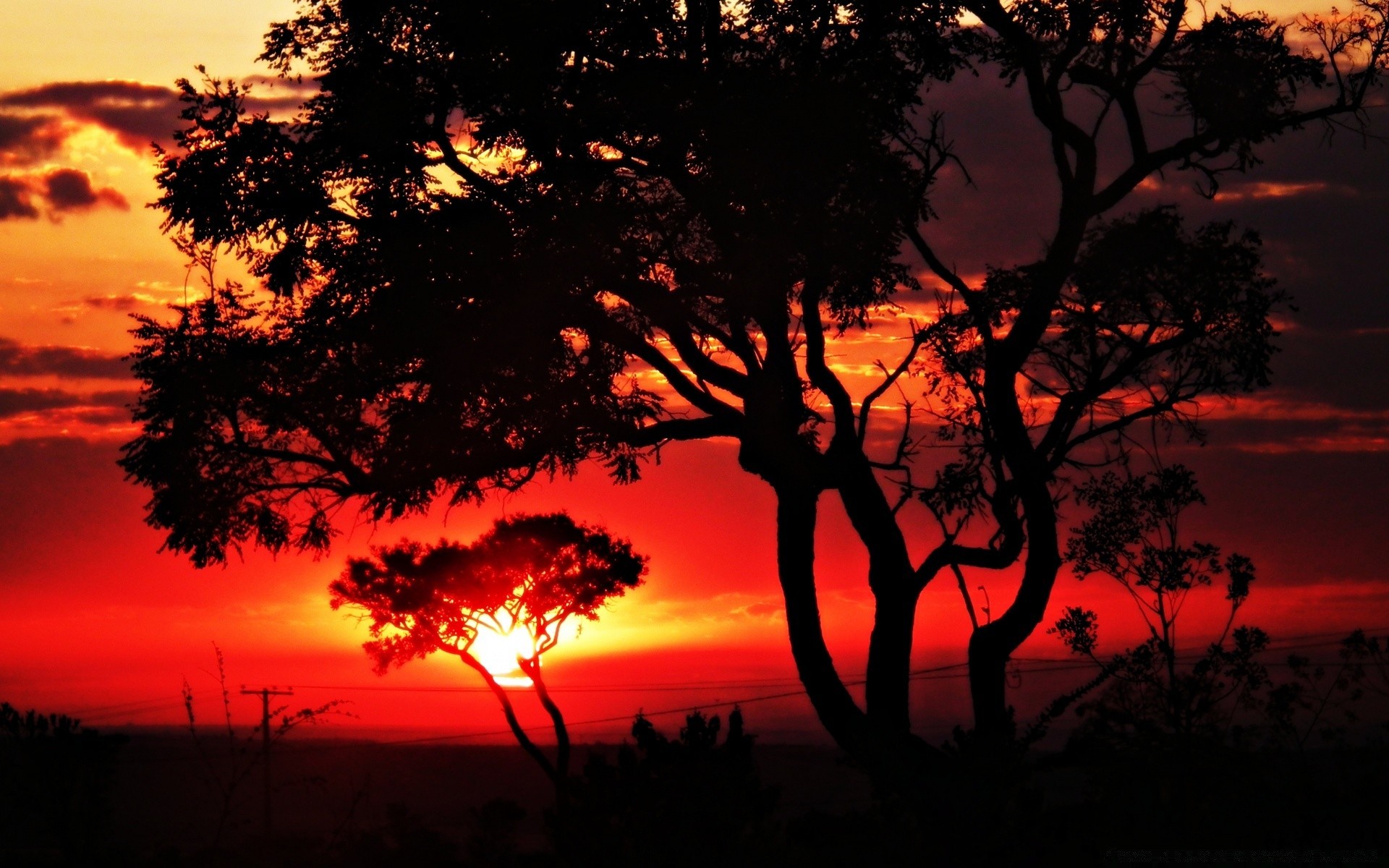 the sky backlit sunset tree silhouette evening dawn dusk landscape sun outdoors nature sky