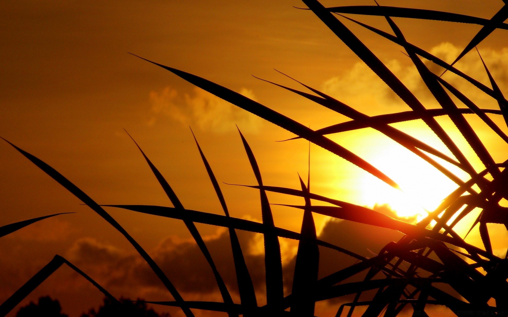 the sky sunset sun silhouette dawn light backlit sky landscape gold abstract evening