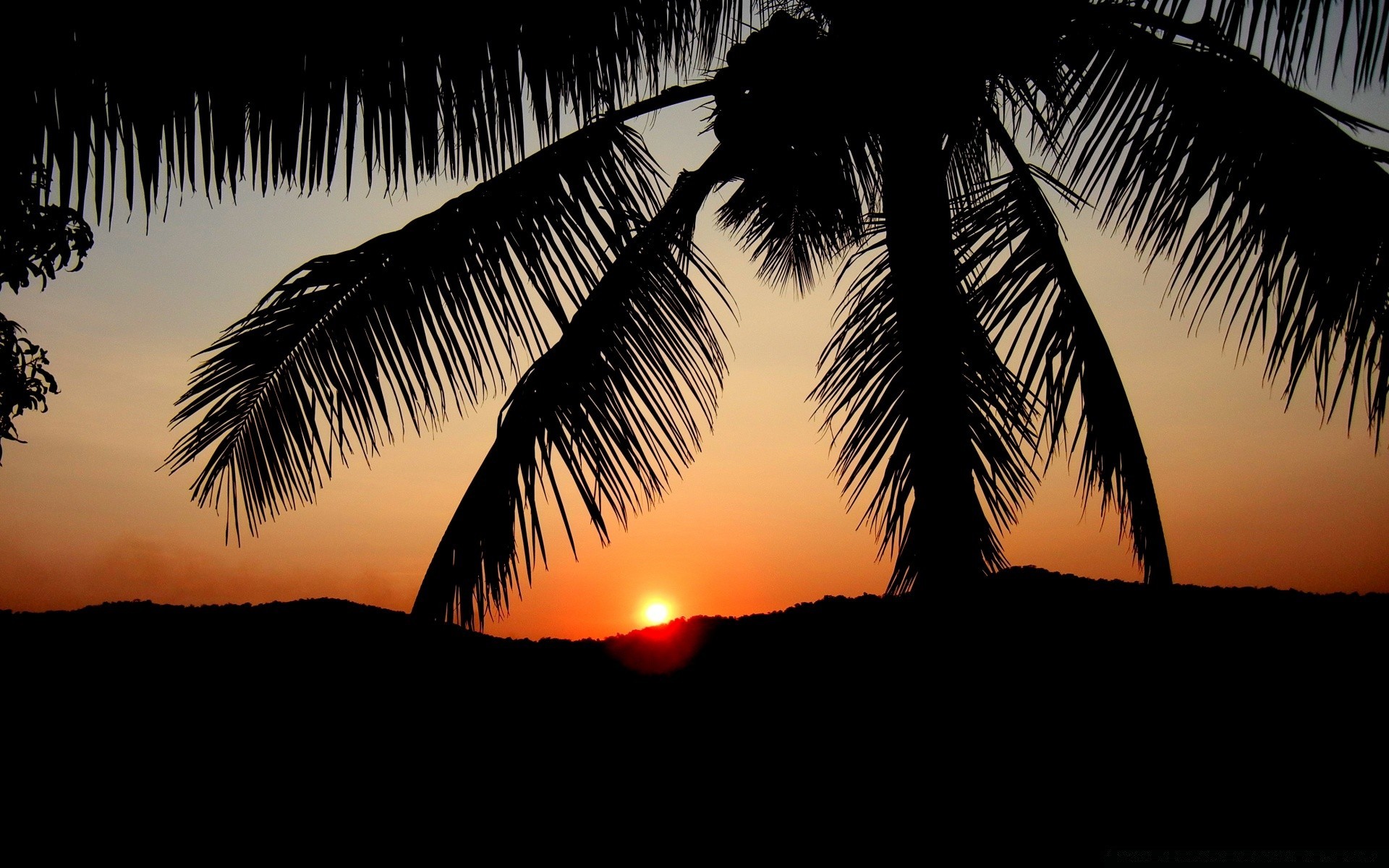 ciel plage palm coucher de soleil soleil tropical mer océan silhouette île noix de coco exotique bois sable voyage vacances eau été ciel aube