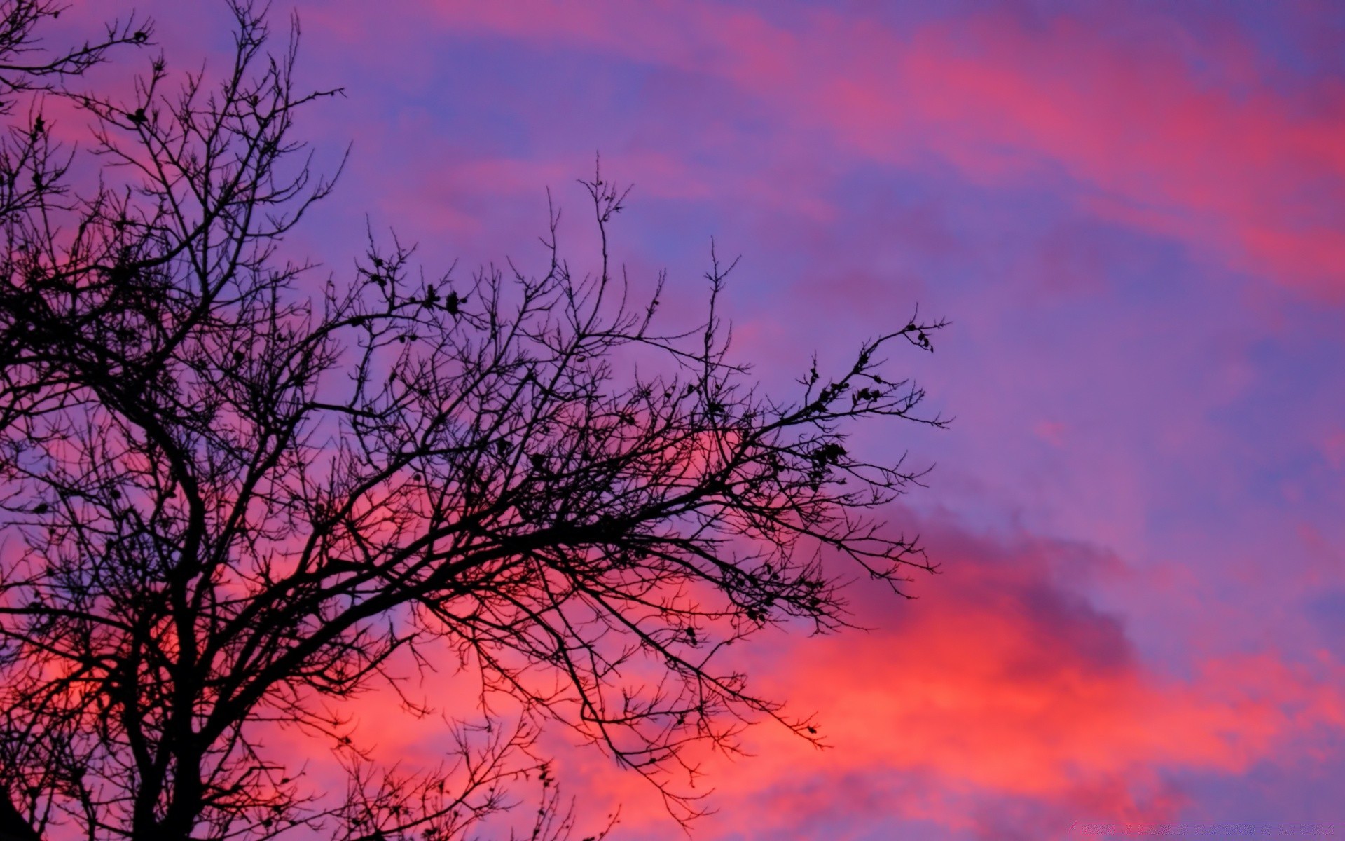 ciel paysage aube nature ciel arbre coucher de soleil silhouette soleil soir météo à l extérieur lumineux crépuscule scénique rétro-éclairé beau temps automne bureau bois