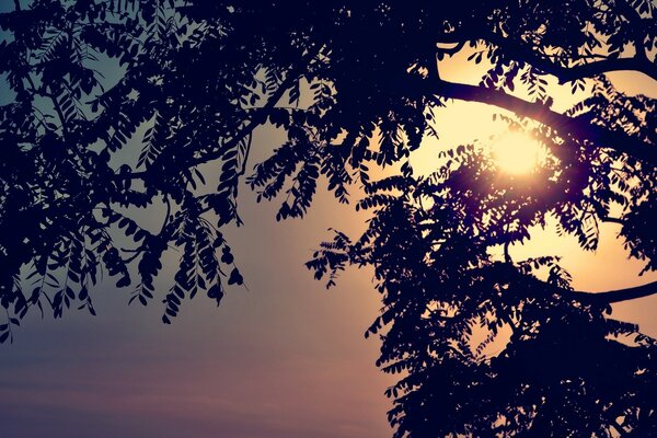 Coucher de soleil à travers les branches d arbres