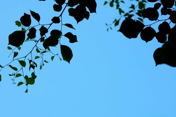 Tree leaves on a blue sky background