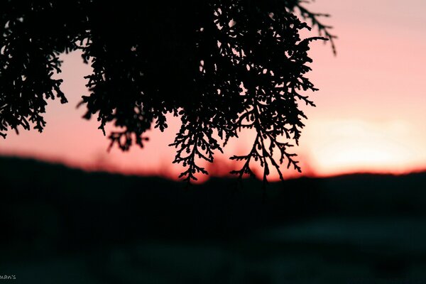 Bella sagoma di un albero al tramonto