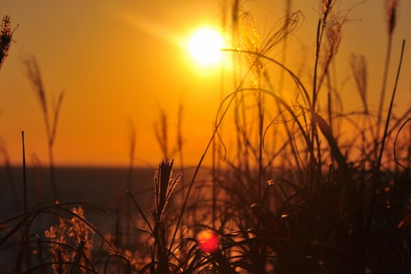 Schöner Sonnenuntergang durch Pflanzen