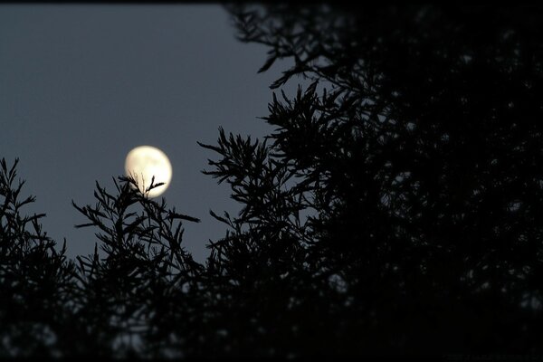 La Luna salió en el cielo oscuro