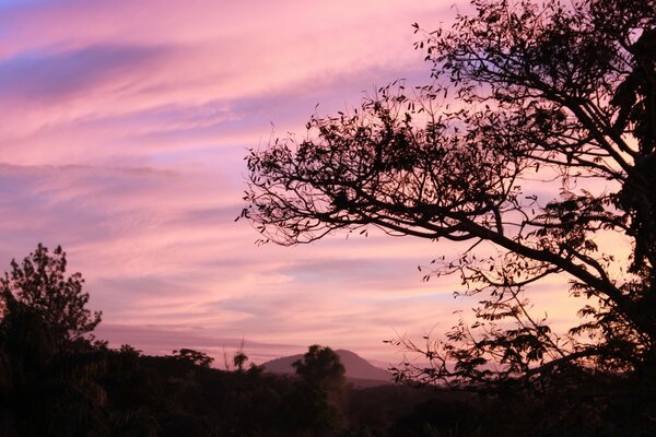 Rama de árbol en el fondo de la puesta de sol