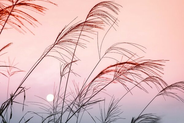 Grass in the wind on the background of a beautiful sunset