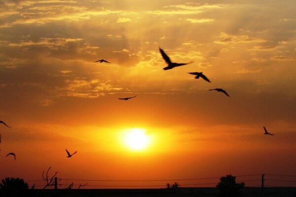 Birds in flight against the background of sunset