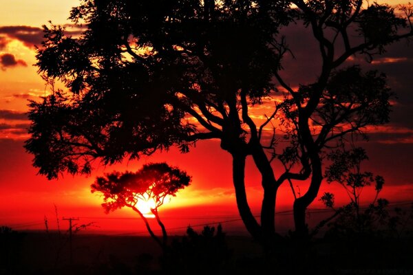 Arbres sur fond de coucher de soleil rouge