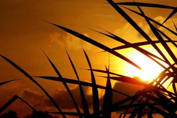 Grass in the rays of the setting sun