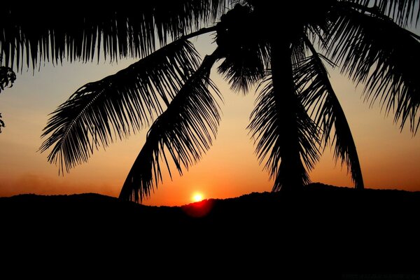 Orange sky and sunset on the background of a darkened palm tree