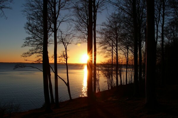 Soleil couchant regardant derrière un arbre sur un fond d eau