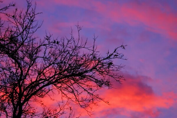 Beau paysage d arbre sur fond de coucher de soleil