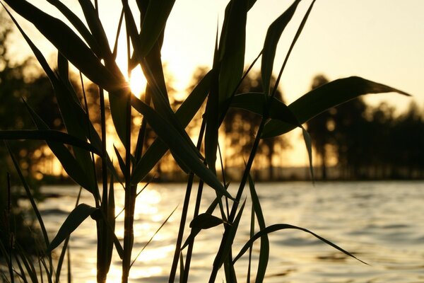 Image of grass on the background of water and trees