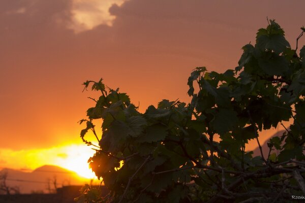 Weinblätter im Sonnenlicht baden