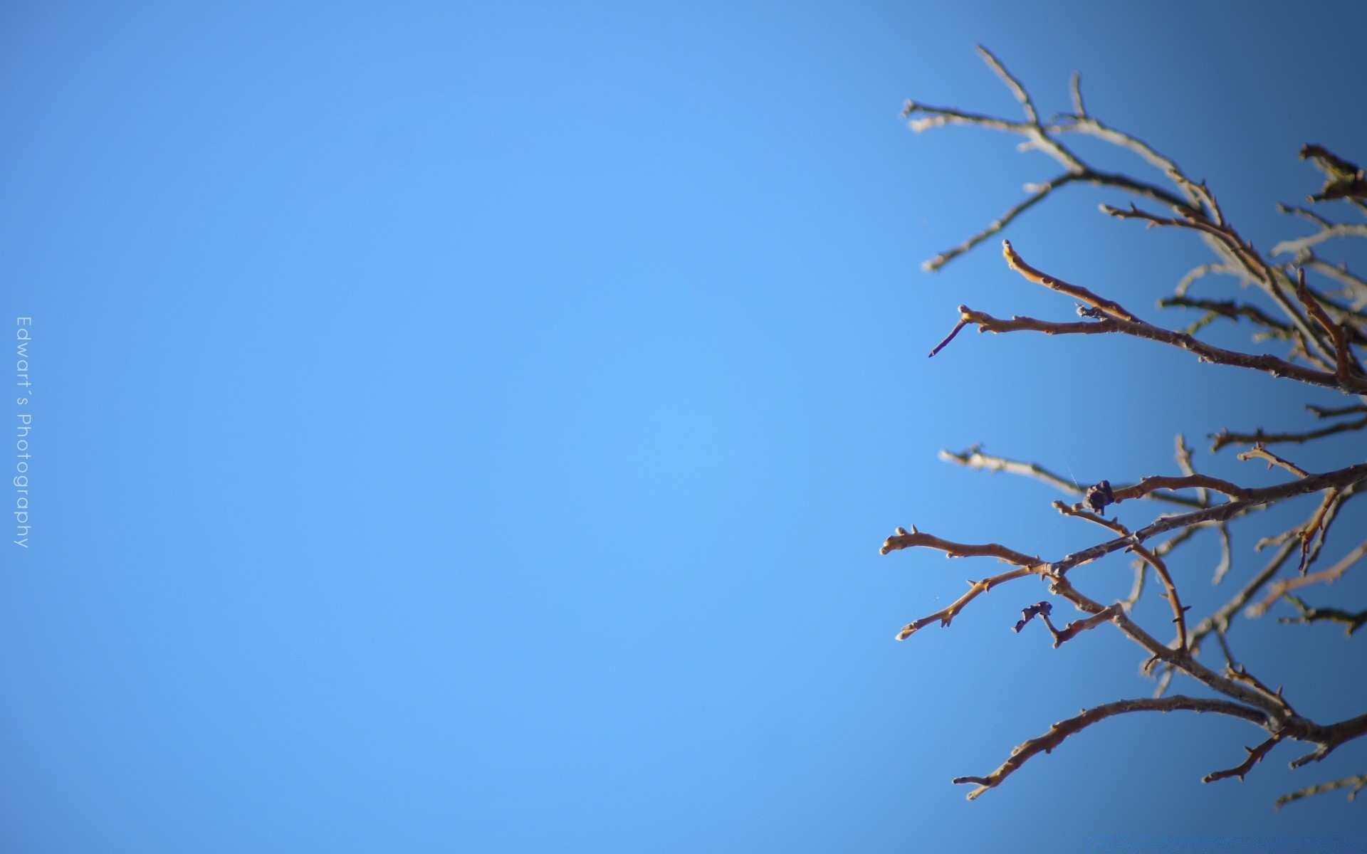 the sky sky bird nature winter tree outdoors flight blue sky snow silhouette sun art landscape