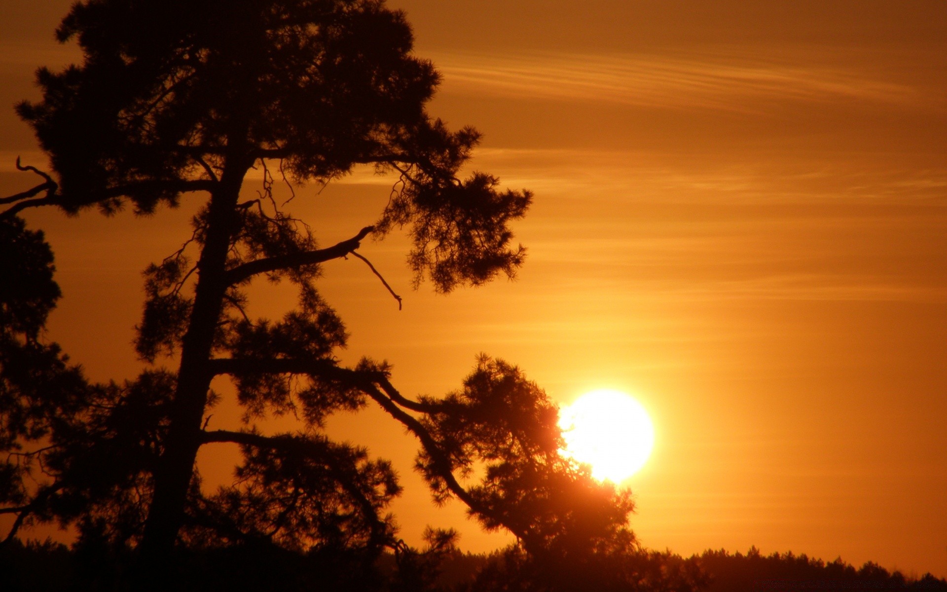 the sky sunset dawn sun tree silhouette backlit landscape evening nature fair weather dusk outdoors sky light weather fog