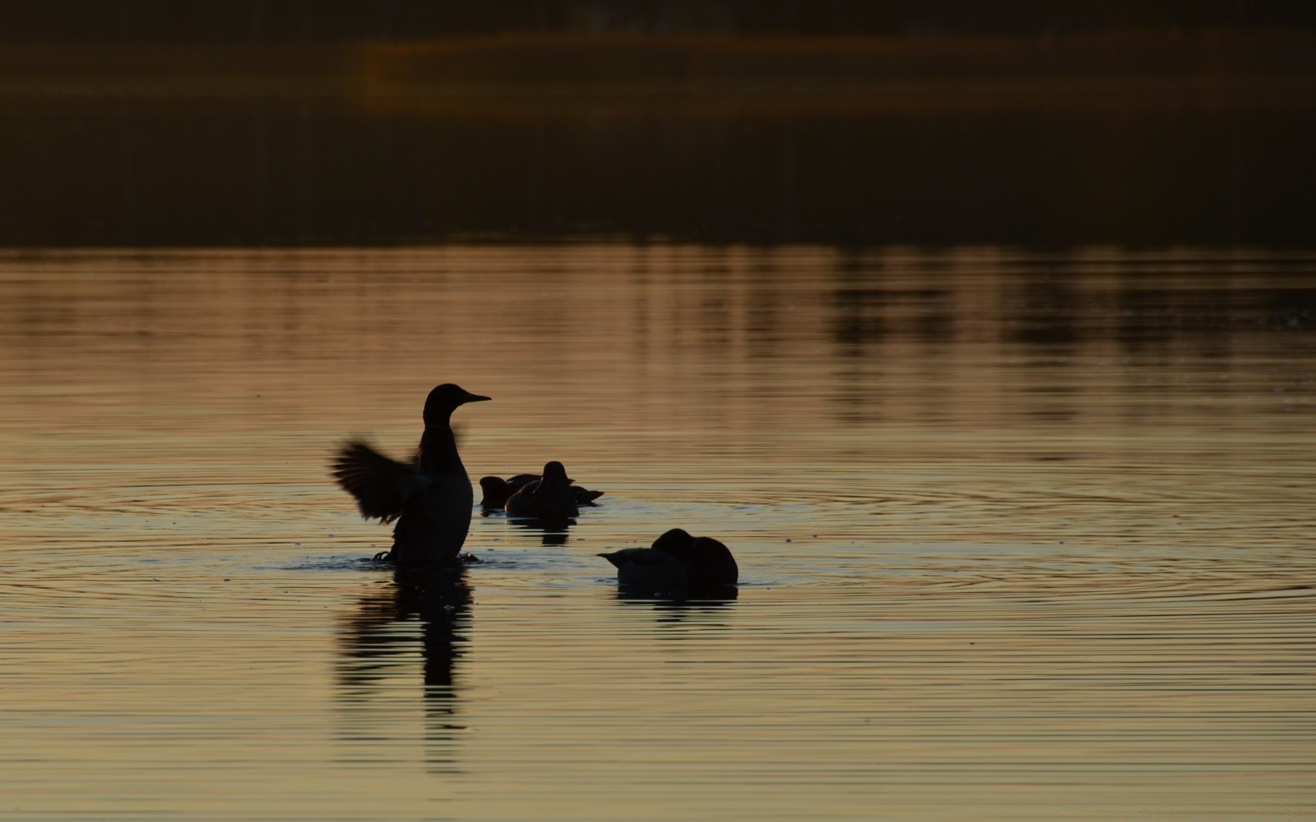 cielo acqua uccello riflessione lago uccelli acquatici fauna selvatica tramonto piscina fiume anatra alba spiaggia sera uccelli illuminato marcia