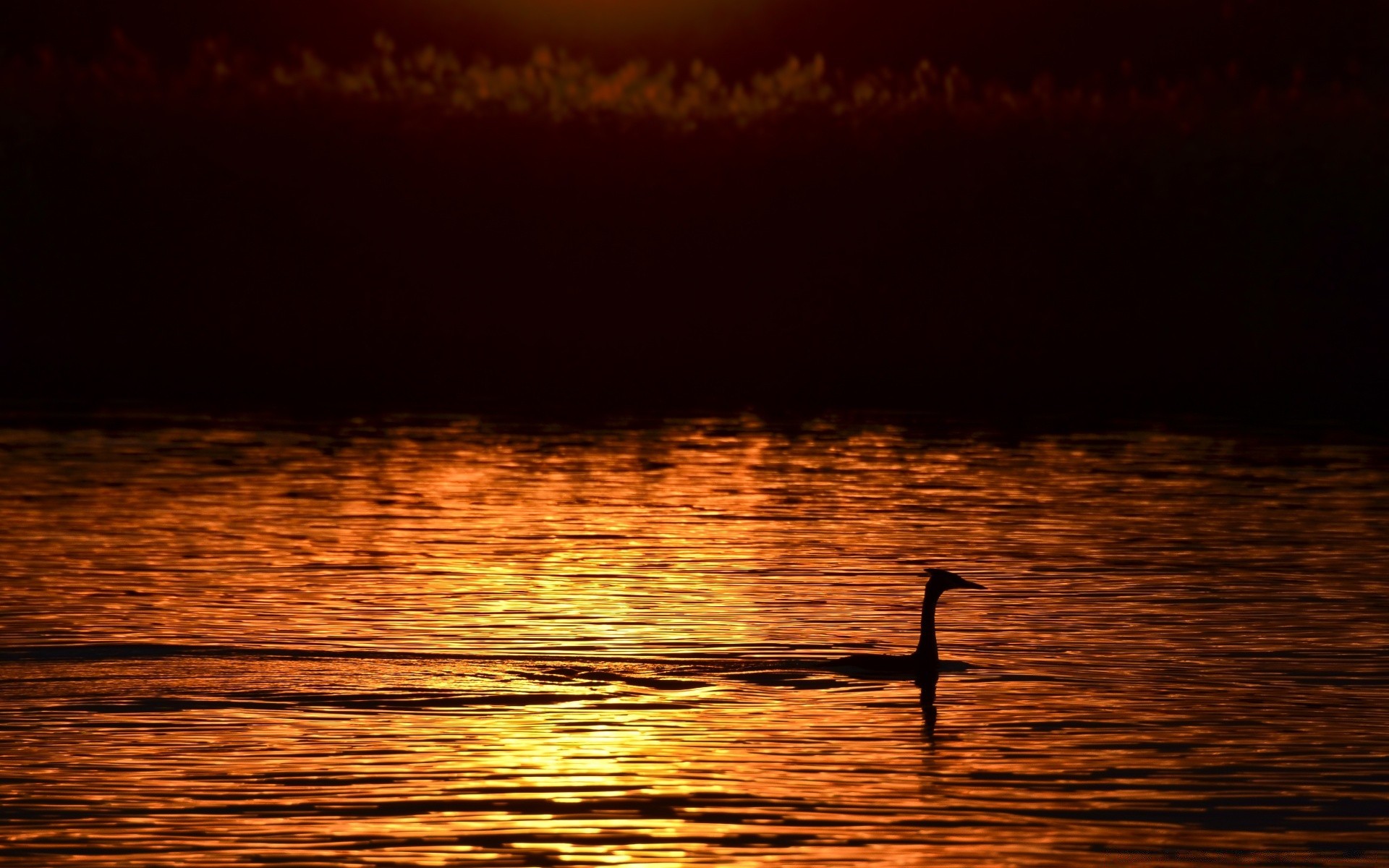 the sky water sunset reflection dawn bird evening lake dusk sea ocean nature backlit light beach outdoors dark river sun silhouette