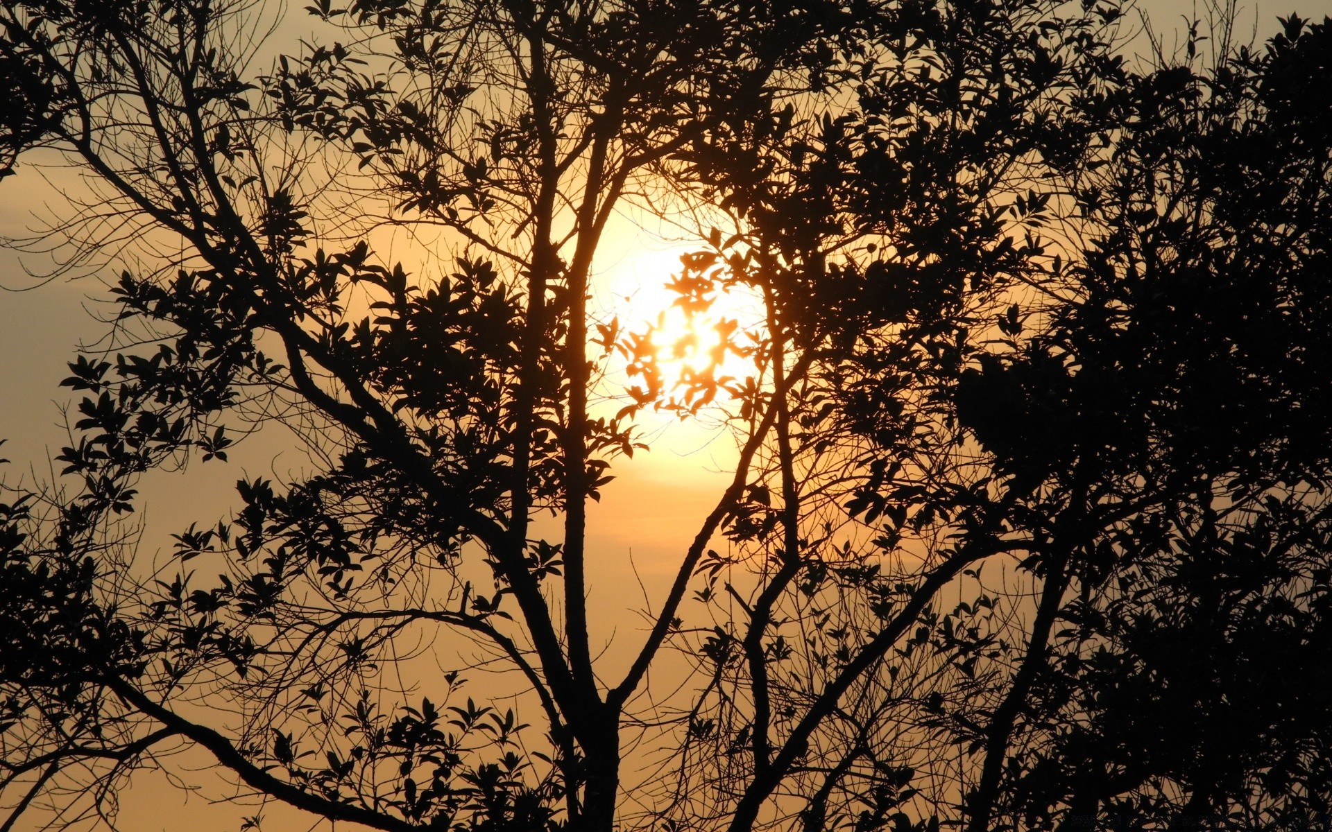 céu árvore paisagem natureza amanhecer ramo madeira ao ar livre iluminado silhueta ambiente pôr do sol sol parque desktop bom tempo flora folha