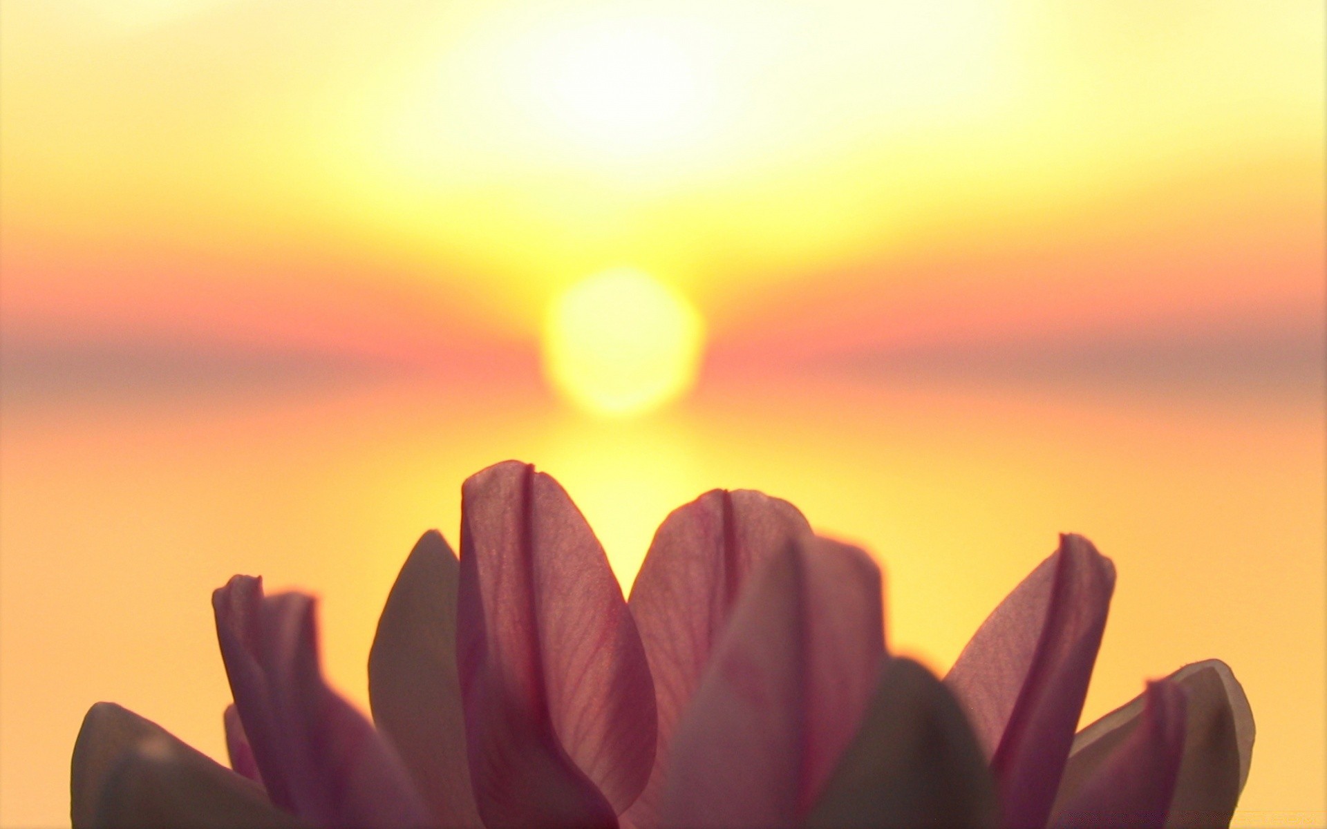 cielo natura sfocatura fiore sole estate tramonto luminoso bel tempo pasqua