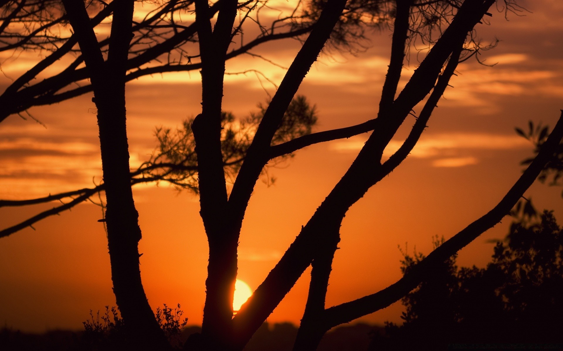 cielo puesta de sol amanecer sol iluminado silueta árbol noche naturaleza paisaje cielo crepúsculo buen tiempo al aire libre madera luz sombra