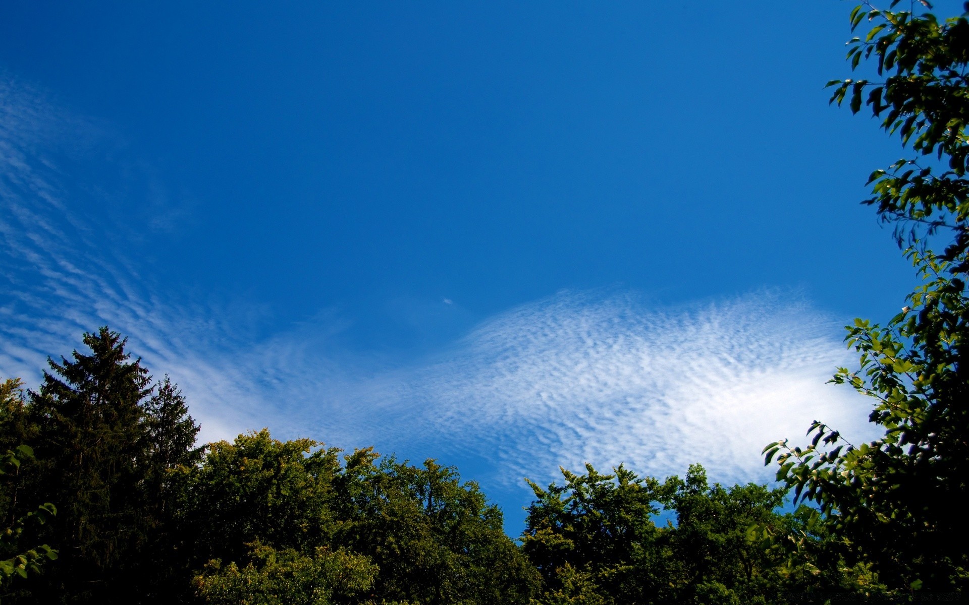 the sky sky tree nature landscape outdoors light wood sun summer leaf fair weather