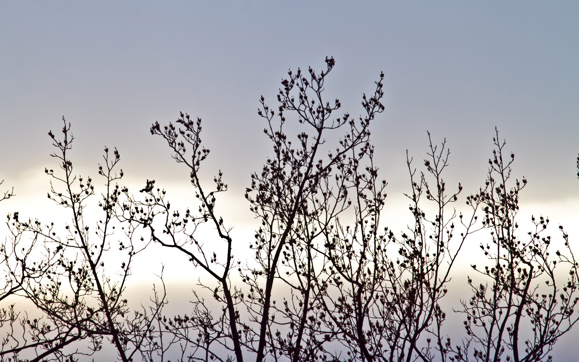 the sky tree branch nature sky winter outdoors bird flower snow leaf flora landscape season wood