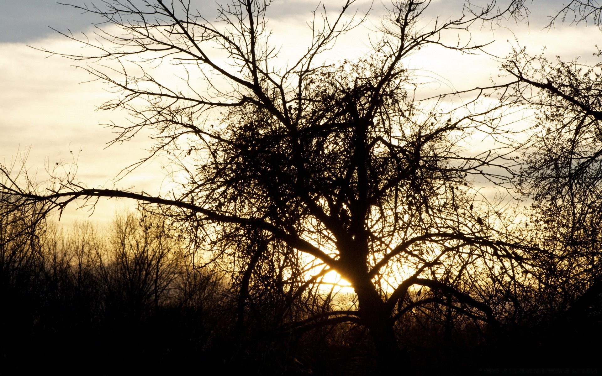 ciel arbre paysage aube brouillard bois automne nature hiver branche brouillard silhouette météo moody soleil unique rétro-éclairé ciel solitude