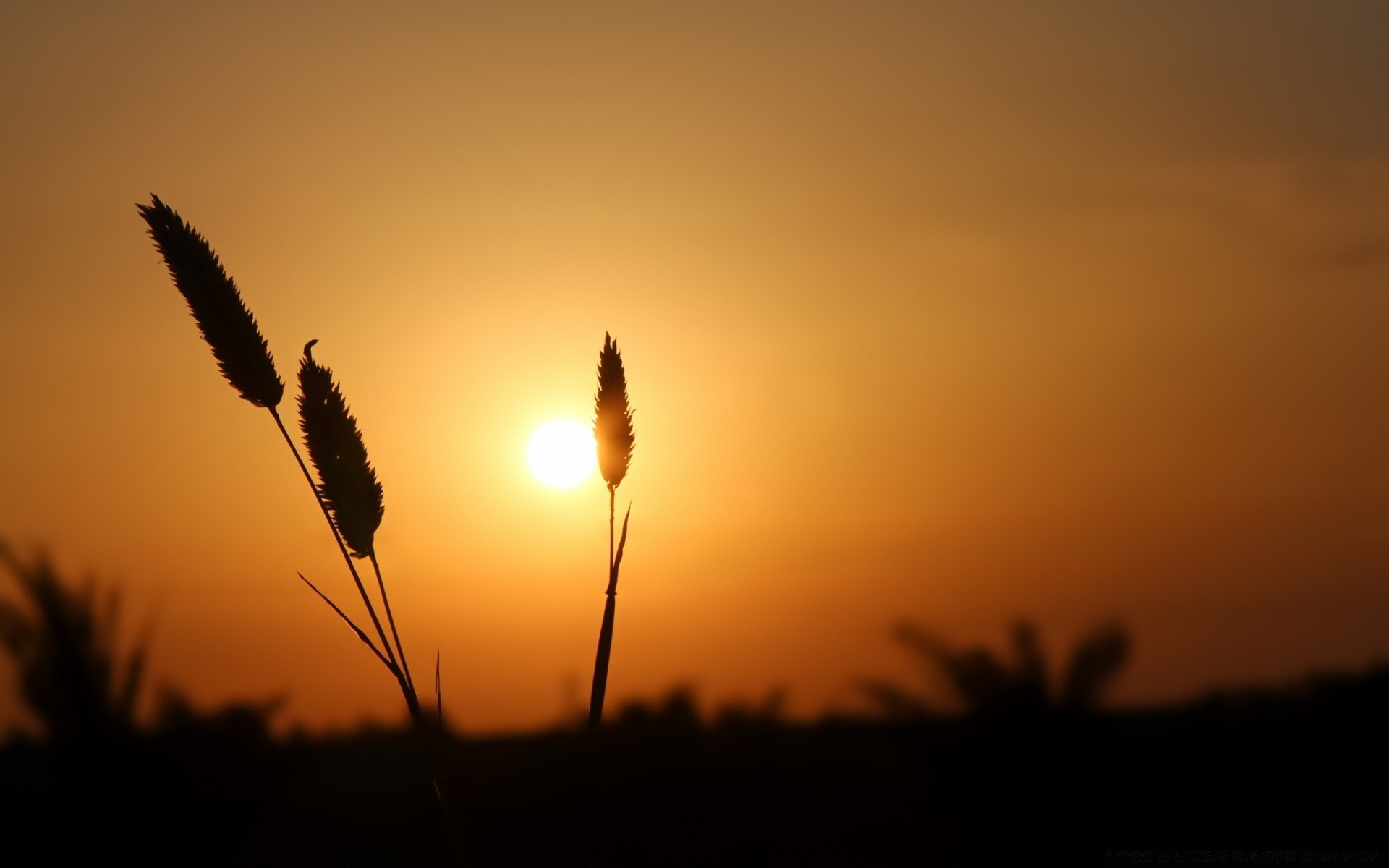 the sky sunset dawn silhouette backlit sun sky evening dusk landscape light nature beach outdoors water fair weather fog lake backlight summer