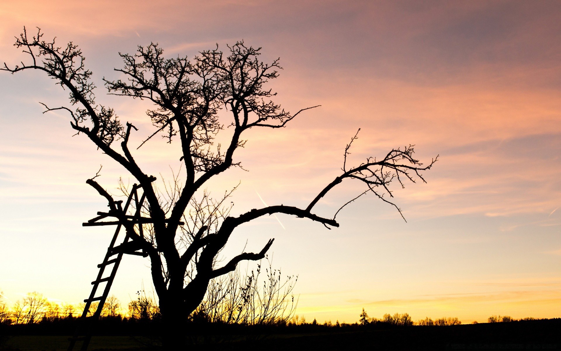 the sky tree landscape nature dawn sunset sky silhouette wood backlit evening sun outdoors fall environment dusk