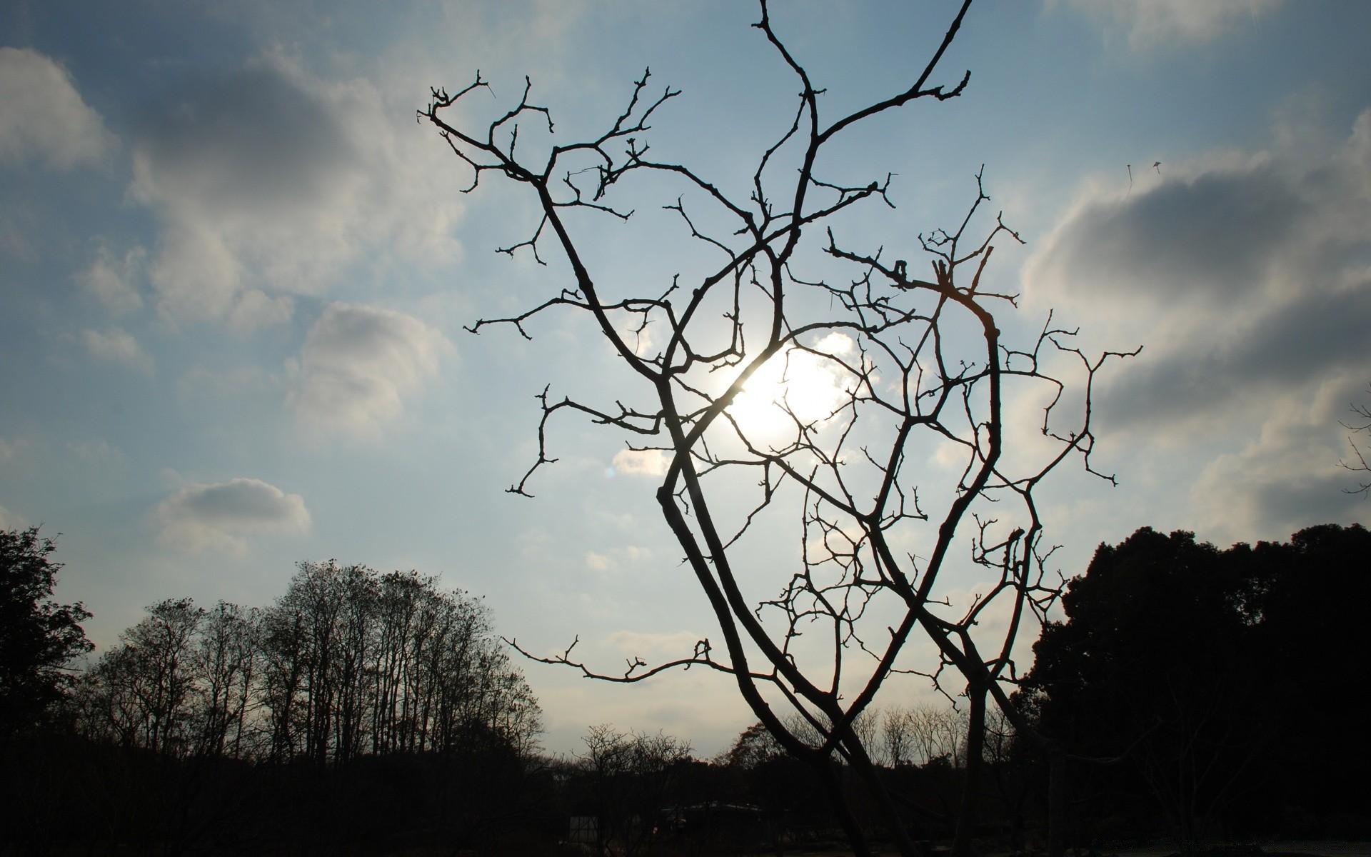 the sky tree landscape sky branch nature wood outdoors silhouette weather dawn