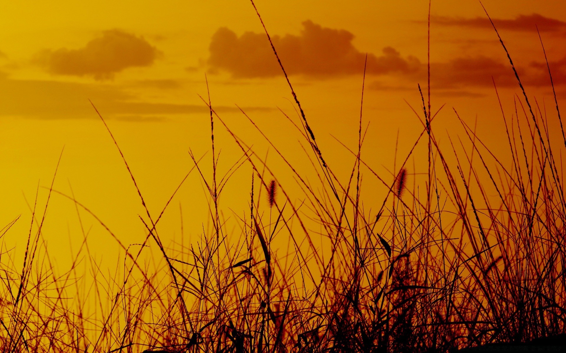 the sky sunset dawn sun field nature gold landscape sky light fair weather evening silhouette grass backlit farm dusk hayfield summer color