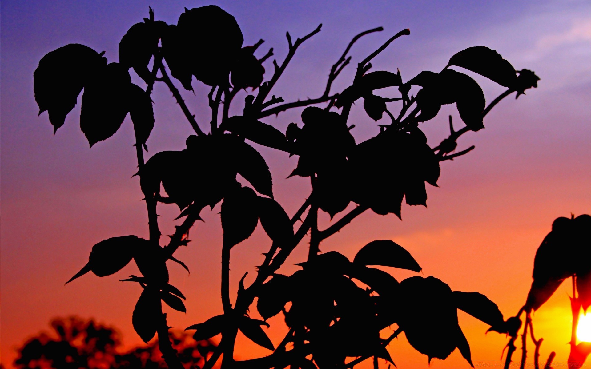 cielo silueta puesta de sol pájaro naturaleza amanecer iluminado árbol hoja noche sol crepúsculo cielo