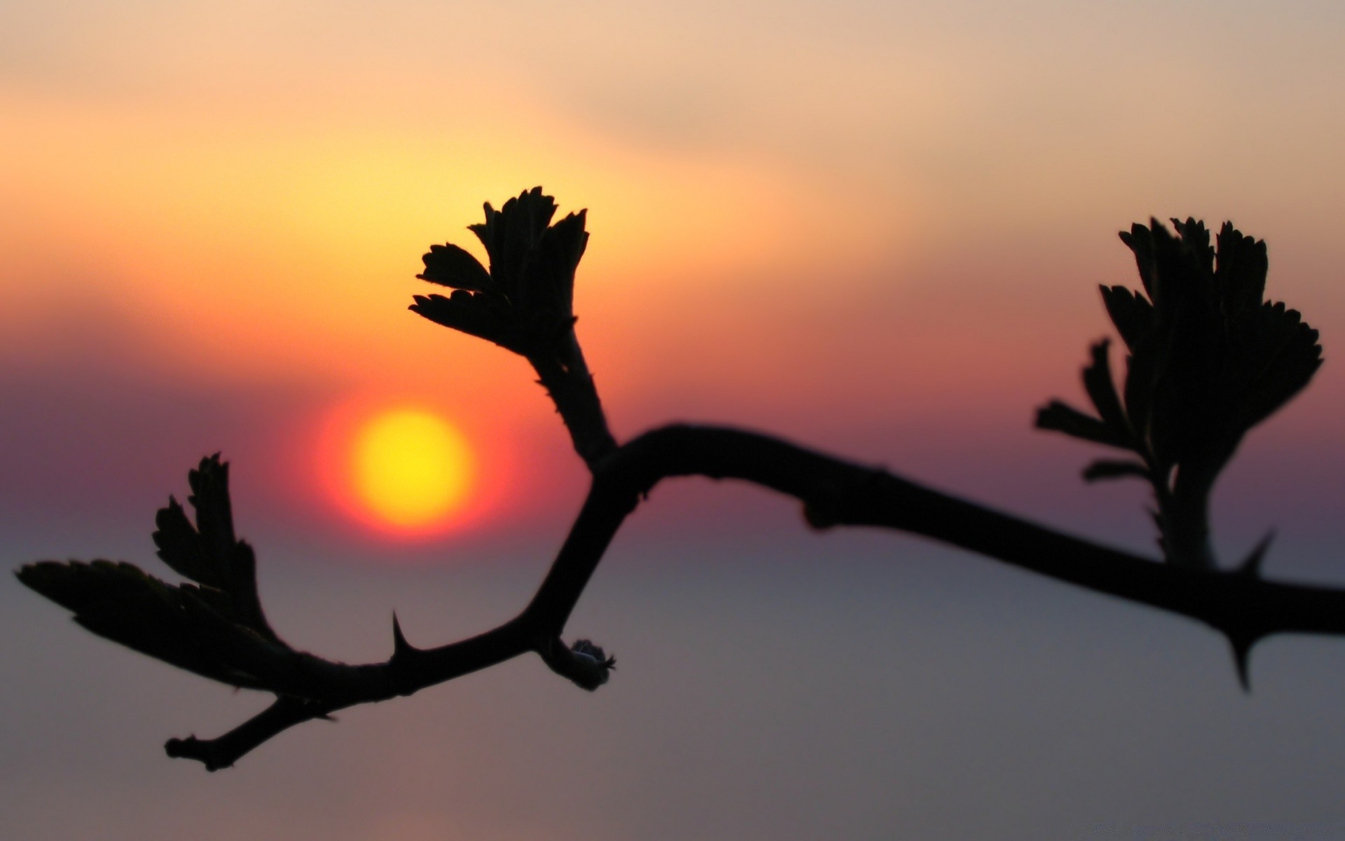 ciel coucher de soleil rétro-éclairé soleil silhouette aube ciel arbre soir crépuscule à l extérieur nature oiseau beau temps branche