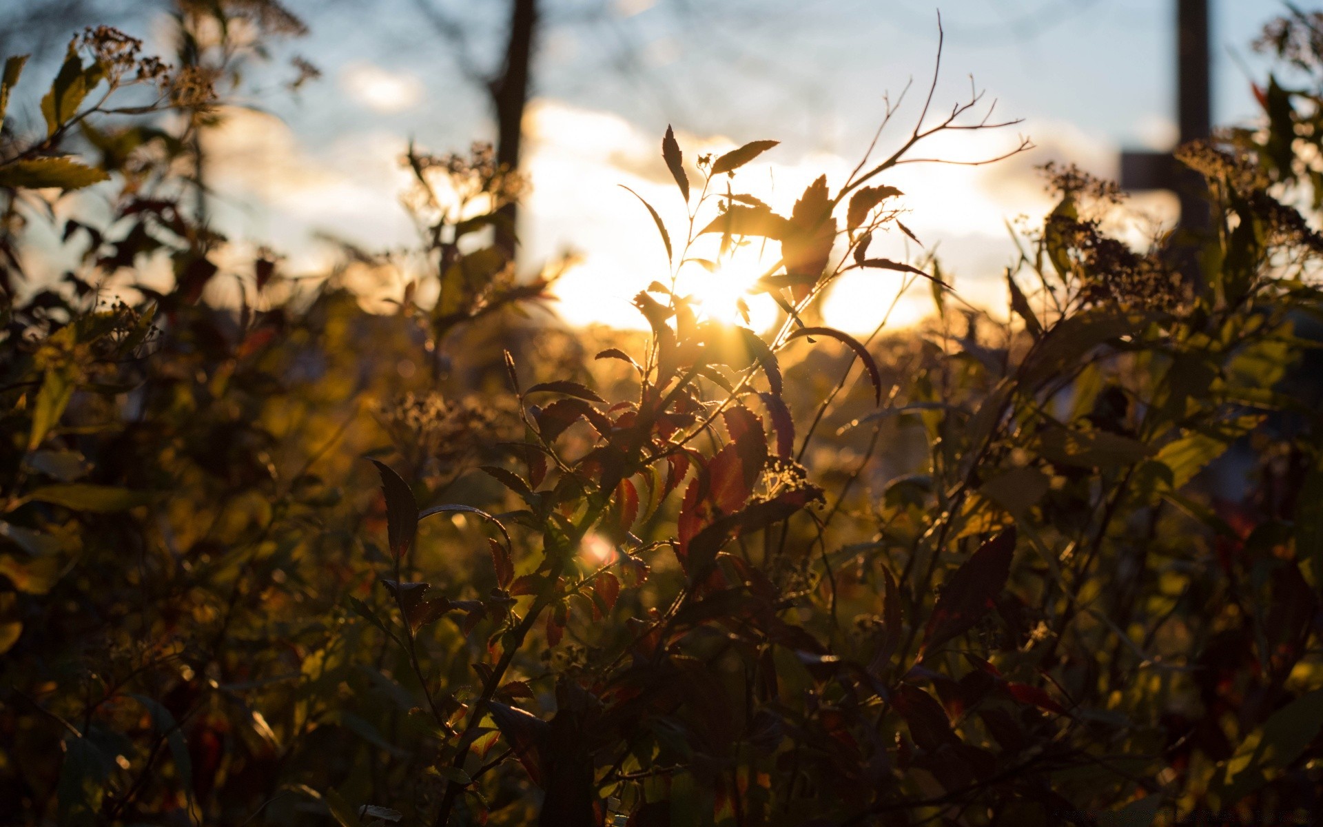 himmel blume landschaft licht natur blatt flora herbst sonne baum farbe feld bauernhof desktop garten umwelt gold gutes wetter jahreszeit