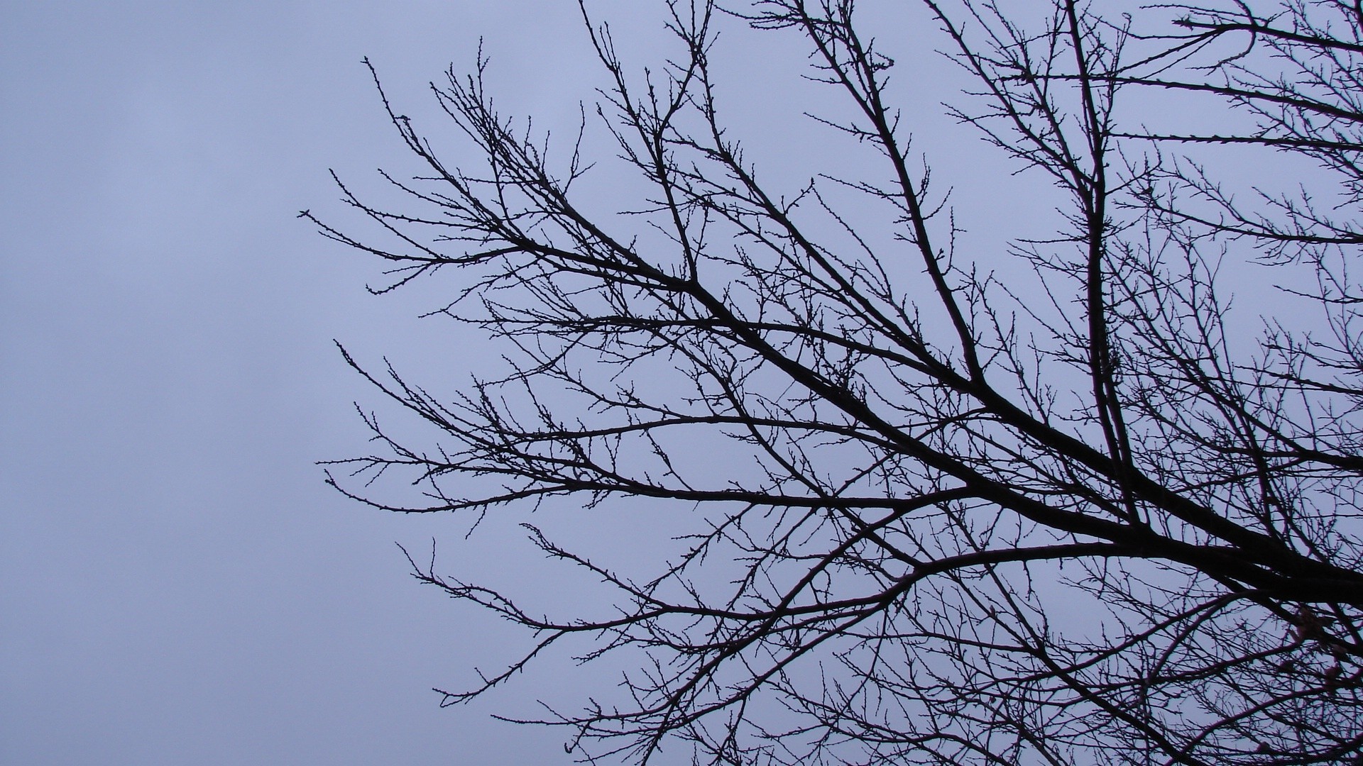 the sky tree branch nature winter sky wood leaf desktop landscape weather environment fall season snow outdoors dawn flora fair weather cold