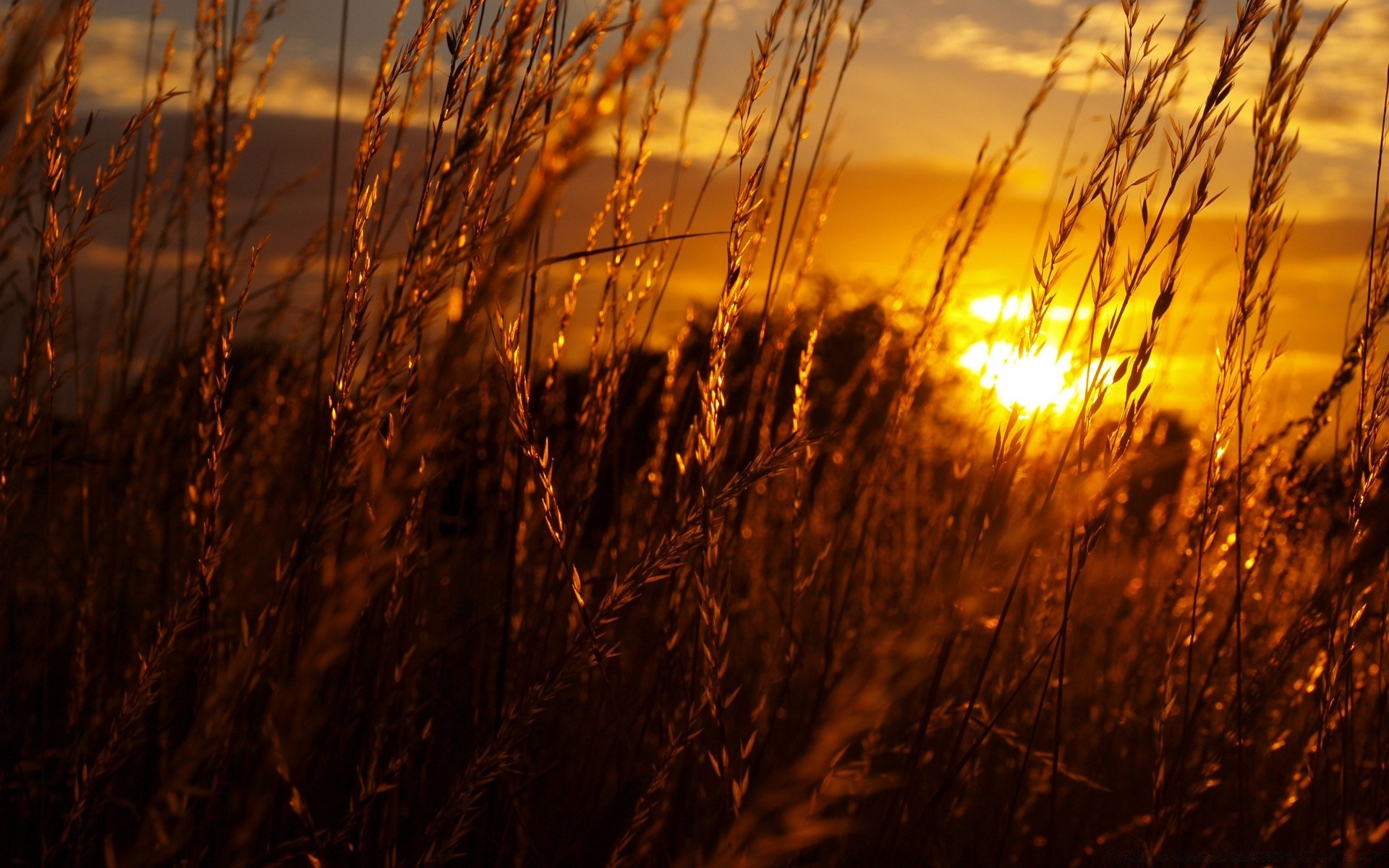 cielo amanecer puesta del sol sol naturaleza oro buen tiempo cereales trigo paisaje maíz campo rural otoño al aire libre verano cielo luz hierba pasto