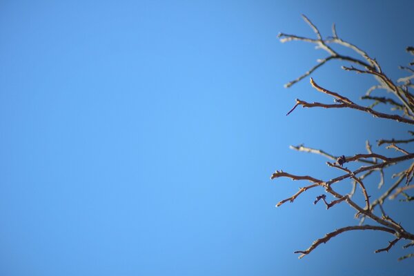 Bare tree branches on a blue sky background