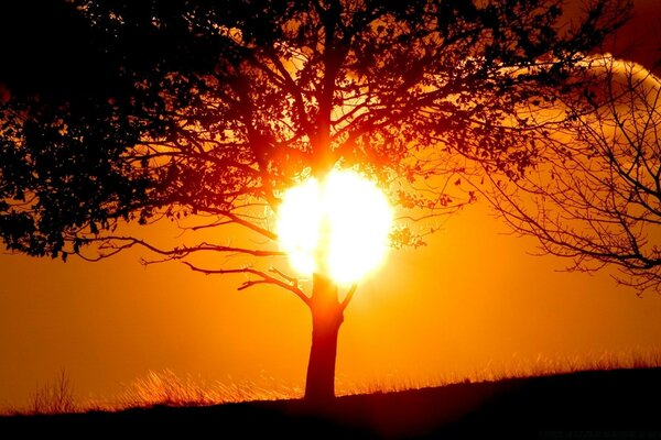 Increíble puesta de sol a través del tronco de un árbol contra el brillante cielo naranja