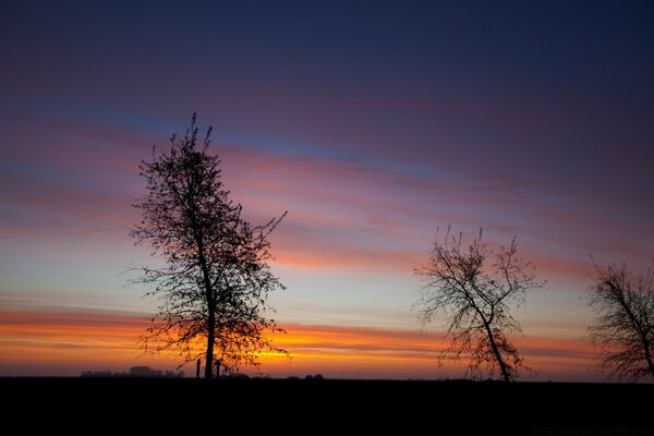 Tramonto rosa e arancione con alberi in primo piano