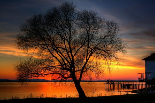 A large tree on the background of sunset