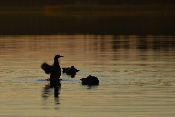 Ducks on the lake at sunset you can see the reflection