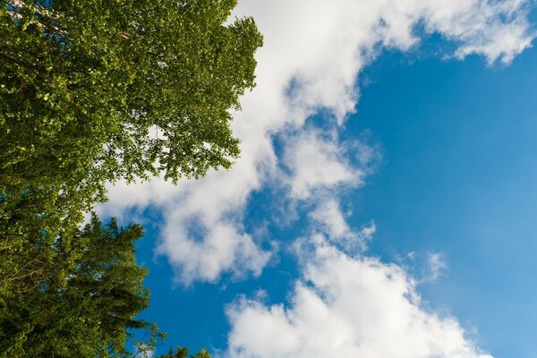 Ciel nuageux bleu vue de la forêt