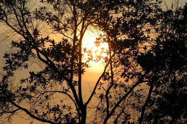 Ebenholz bei Sonnenuntergang in grauer Landschaft