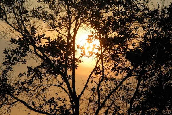 Ébano en el atardecer del paisaje gris