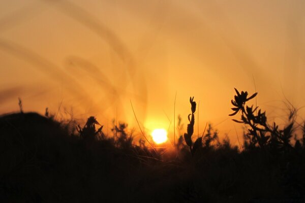 Plantes sur fond de beau coucher de soleil