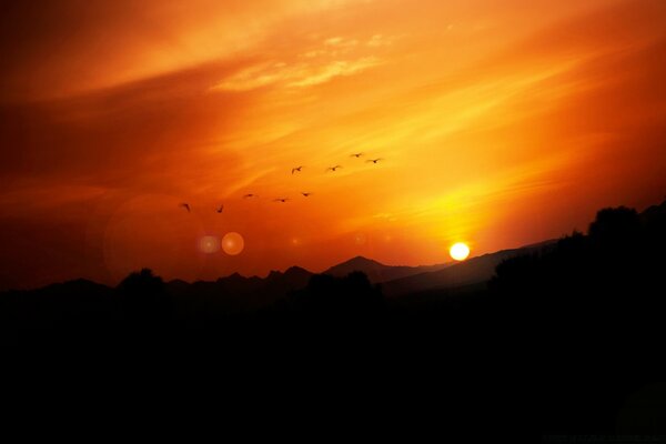 Birds on the background of an orange sunset